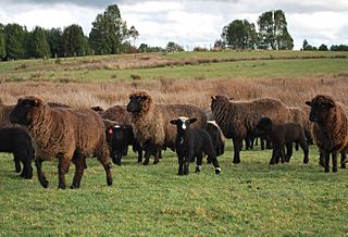 Rebaño de ovejas de raza Chilota.jpg