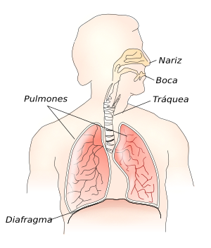 Archivo:Respiratory system-es