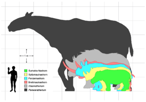 Archivo:Rhino sizes