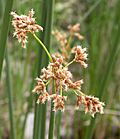 Scirpus californicus flowers 2005-03-24.jpg