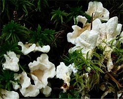 Sistotrema confluens 25462.jpg