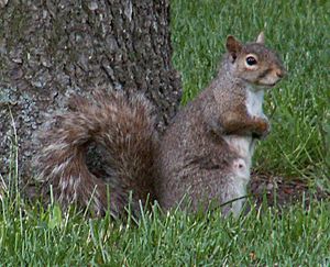 Archivo:Squirrel 4 db