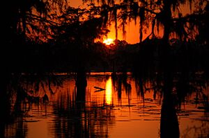 Archivo:Swamp Sunset in Cajun Country