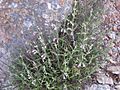 Teucrium.asiaticum