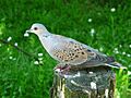 Tourterelle des bois Argelès-Gazost parc animalier