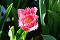 Tulip-8057
