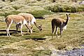 Vicuña Vigogne Lago Chungarà 4570m Chile Luca Galuzzi 2006