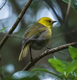 Yellowhead - Stewart Island, New Zealand.jpg