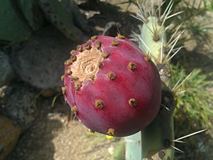 Archivo:Плод кактуса Опунции