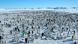 Archivo:2007 Snow-Hill-Island Luyten-De-Hauwere-Emperor-Penguin-78