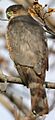 Accipiter-cooperii-01