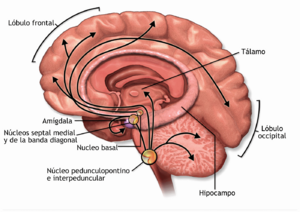Archivo:Acetylcholine Pathway-es