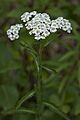 Achillea alpina (7833438438)