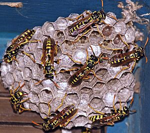 Archivo:Active Wasp Nest