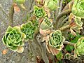 Aeonium balsamiferum - University of California Botanical Garden - DSC08921