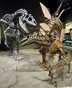 Archivo:Allosaurus attacks Stegosaurus