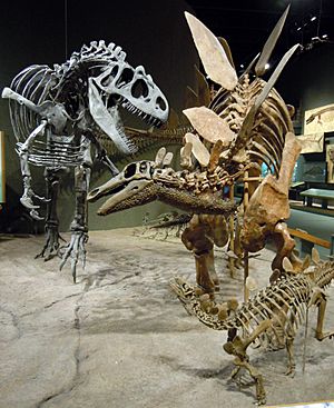 Archivo:Allosaurus attacks Stegosaurus