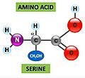 Aminoacidos-biologia