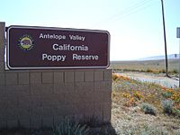 Archivo:Antelope poppy reserve