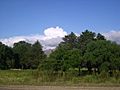 Arboles y nube