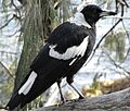 Australian Magpie Side