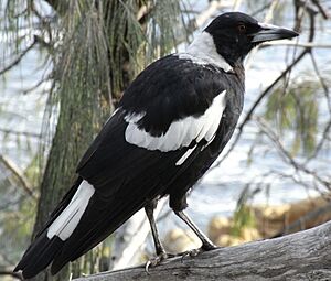 Archivo:Australian Magpie Side