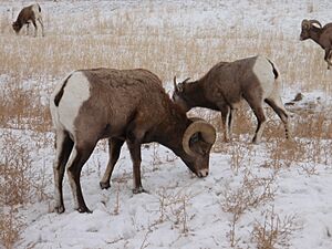 Archivo:BighornSheepInYNP