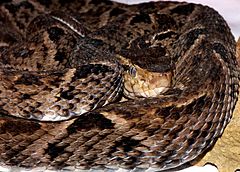 Archivo:Bothrops asper