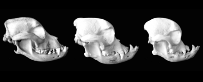 Archivo:Brachycephalie