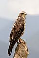 Buteo swainsoni (Calibas)