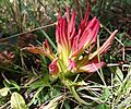 Castilleja moranensis
