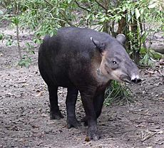 Archivo:Central American Tapir-Belize20