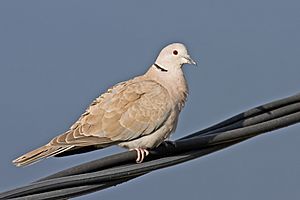 Archivo:Collared Dove
