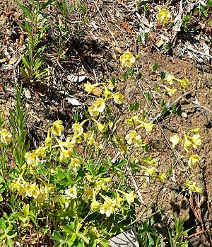 Archivo:Delphinium luteum 6