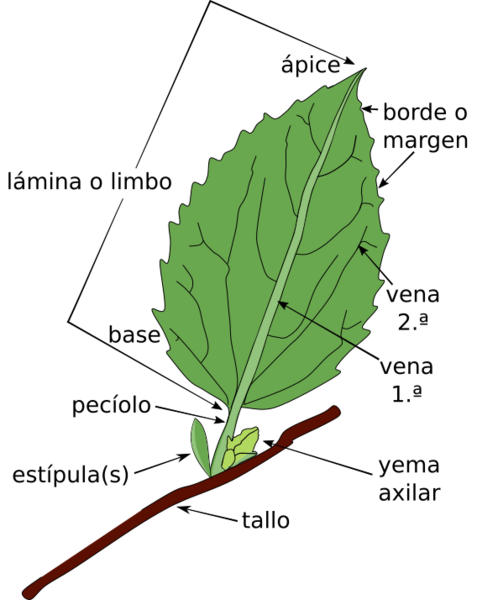 Diagram of simple leaf-es
