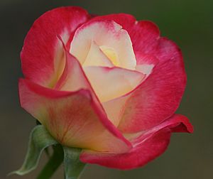 Archivo:Double Delight (Tudor) Rose