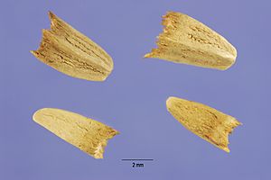 Archivo:Echinacea purpurea nsh