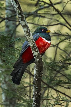 Ecuadorian Trogon - Ecuador S4E9606.jpg