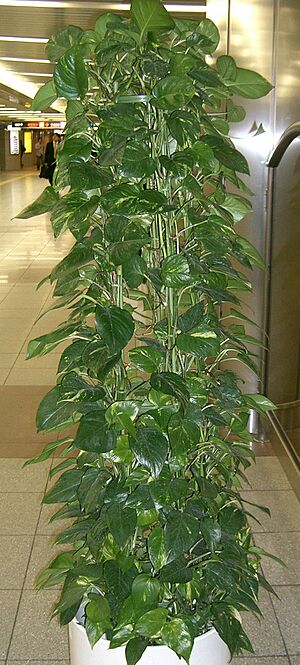 Archivo:Epipremnum aureum1