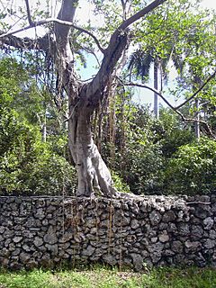 Archivo:Ficus aurea02