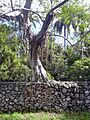 Ficus aurea02