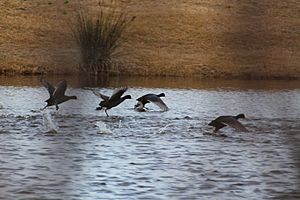 Archivo:Focha común (Fulica atra)