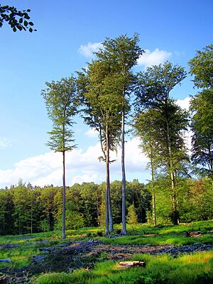 Archivo:Forêt de Soignes 07