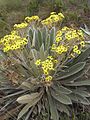 Frailejon Espeletia sp.