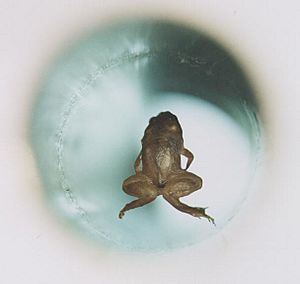Archivo:Frog diamagnetic levitation