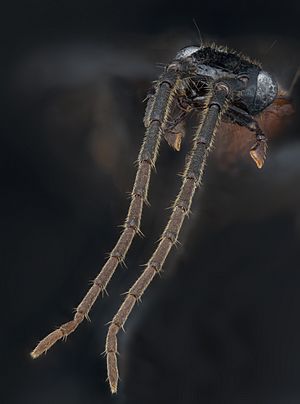 Archivo:Galerita Collaris