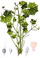 Geranium molle Sturm4