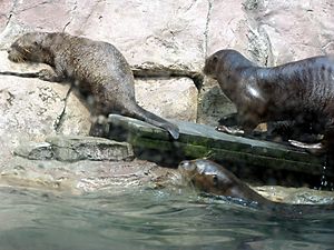 Archivo:Giant otter 3
