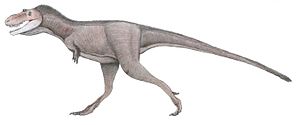 Archivo:Gorgosaurus libratus (TMP 91.36.500)