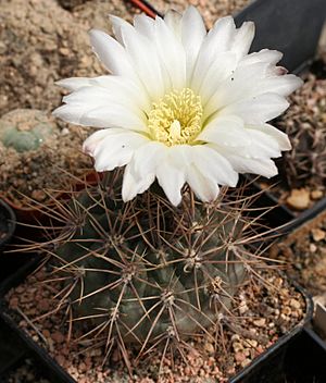 Archivo:Gymnocalycium gibbosum